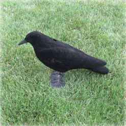 Beflockte Lockkrähe