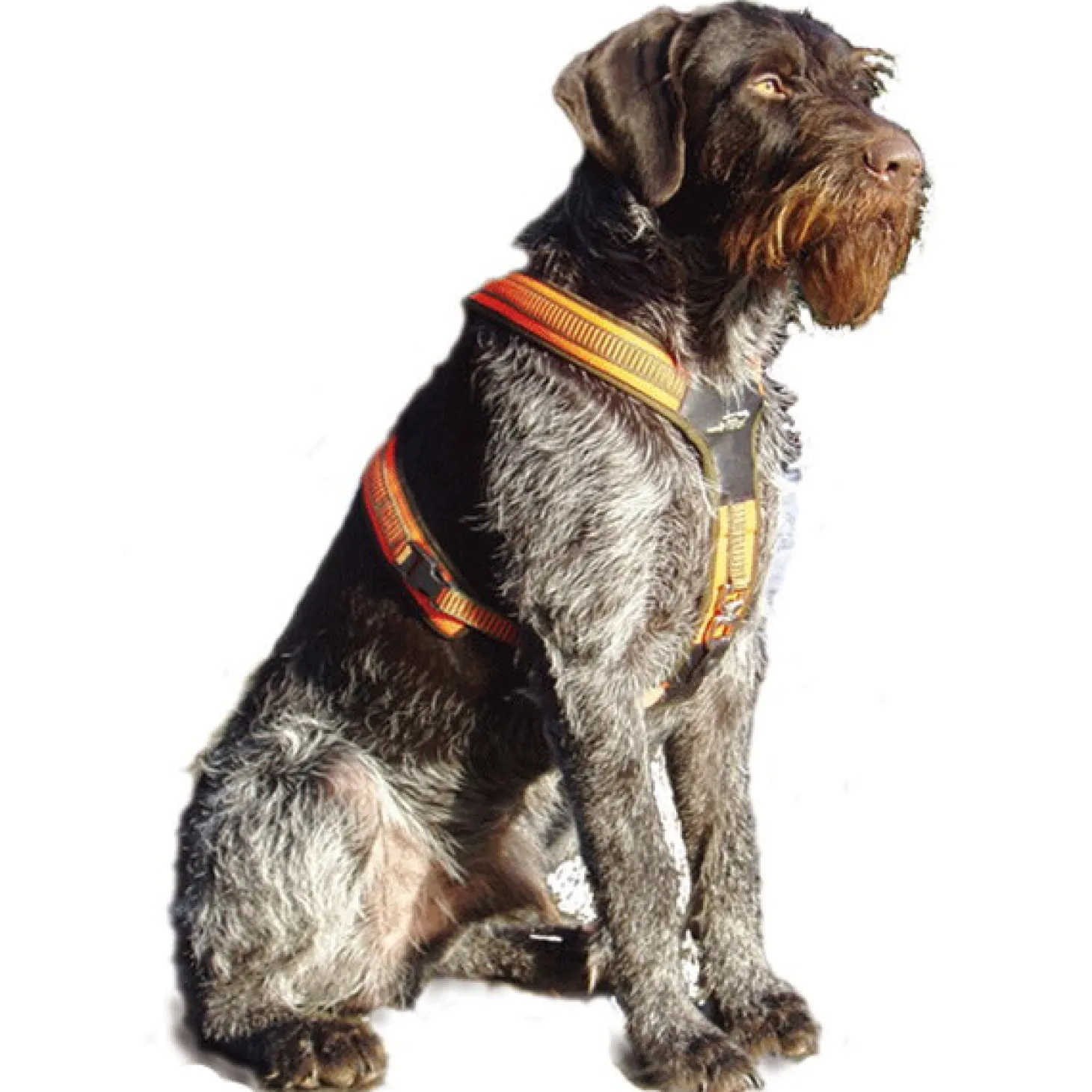 Niggeloh Follow Hundegeschirr (mit Schnalle)