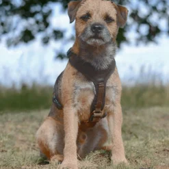 Niggeloh Hundegeschirr Follow Light