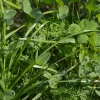 Waidgreen Wildackermischung Hasen-Bio 2,5kg