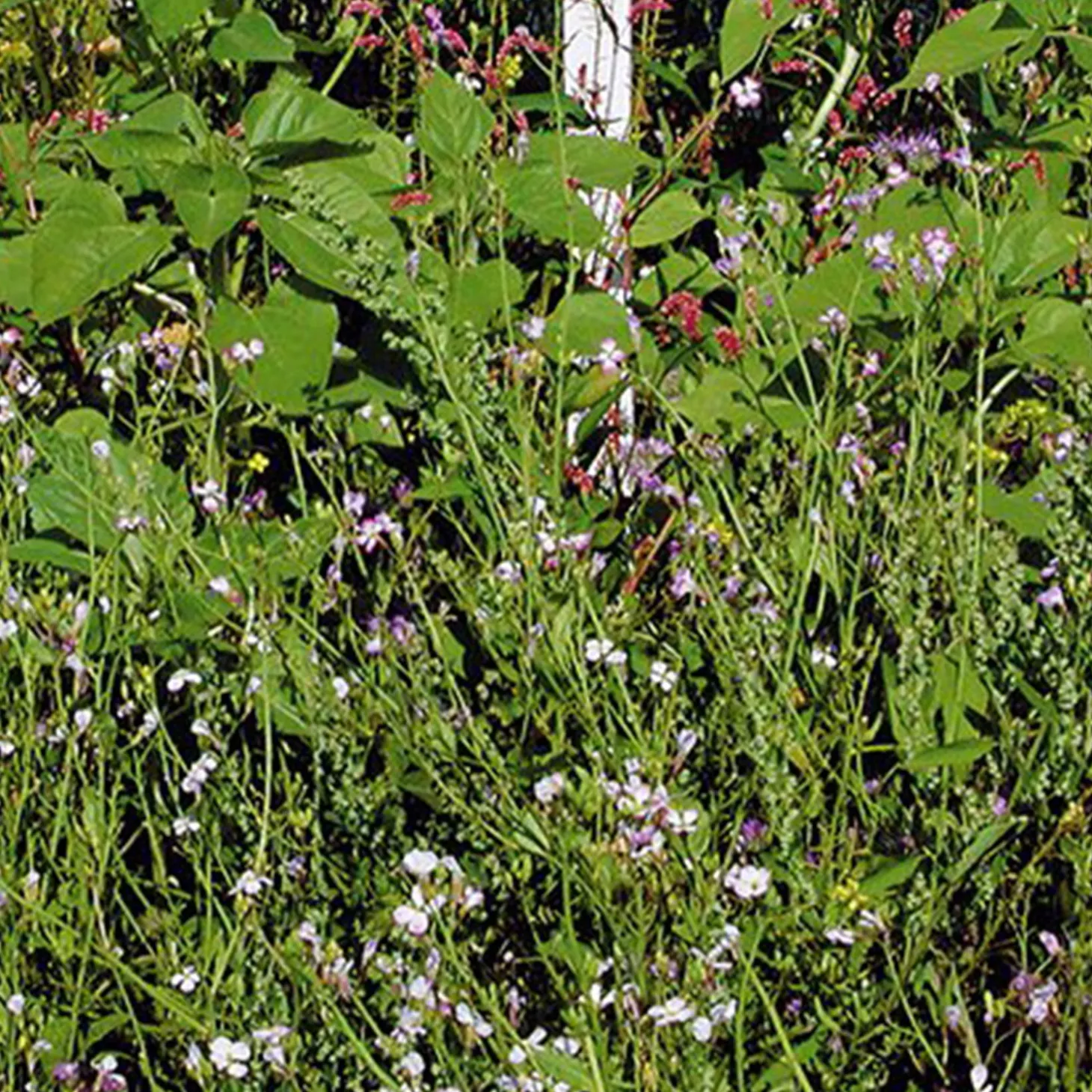 Waidgreen Wildackermischung Eintopf Herbst 5kg