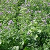Waidgreen Wildackermischung Eintopf 5kg