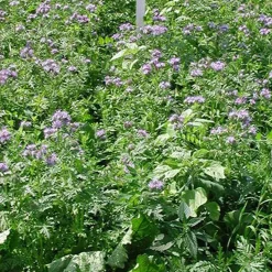 Waidgreen Wildackermischung Eintopf 5kg